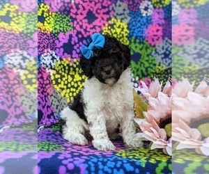 Poodle (Miniature) Puppy for sale in NOTTINGHAM, PA, USA
