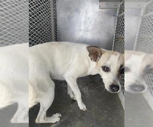 Chihuahua Dogs for adoption in Bakersfield, CA, USA
