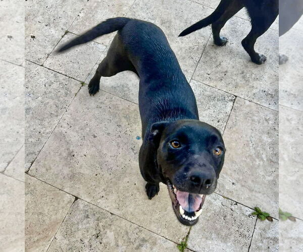 Medium Photo #10 Mutt Puppy For Sale in Royse City, TX, USA