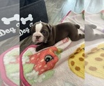 Small Photo #6 English Bulldog Puppy For Sale in SPRING HILL, FL, USA