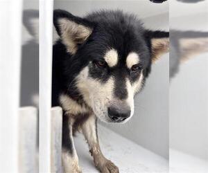 Alaskan Malamute Dogs for adoption in Houston, TX, USA