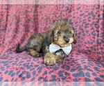 Small #7 Aussiedoodle Miniature 