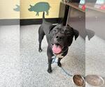 Small #3 American Pit Bull Terrier Mix