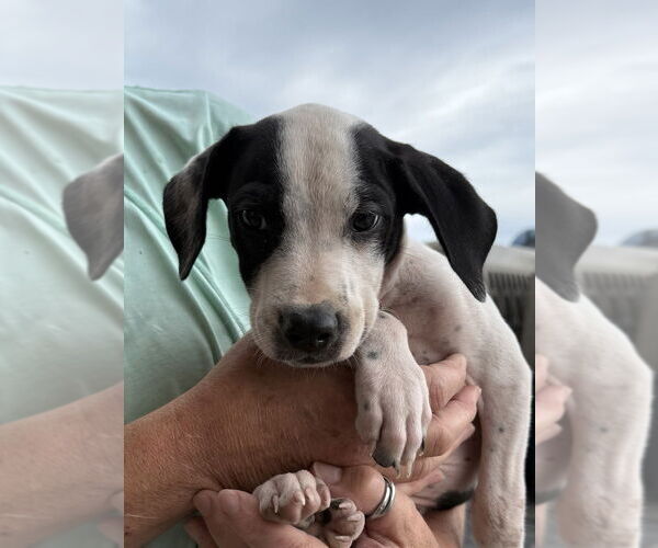 Medium Photo #5 American Pit Bull Terrier-Unknown Mix Puppy For Sale in Bolivar, MO, USA