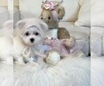 Small #13 Maltese