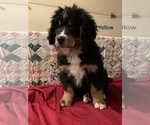 Puppy 1 Bernese Mountain Dog