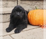 Puppy Puppy 5 Newfoundland
