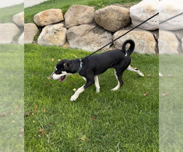 Medium Photo #6 Mutt Puppy For Sale in Sandy, UT, USA