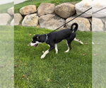Small Photo #6 Mutt Puppy For Sale in Sandy, UT, USA