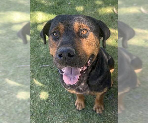 Medium Photo #3 Rottweiler-Unknown Mix Puppy For Sale in Riverside, CA, USA