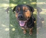 Small #2 Rottweiler Mix