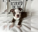 Small #2 Boston Terrier