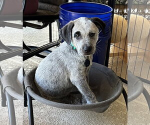 Lab-Pointer Dogs for adoption in Royal Palm Beach, FL, USA