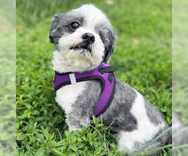 Medium Photo #4 Shih Tzu Puppy For Sale in Arlington, VA, USA