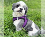 Small #3 Shih Tzu