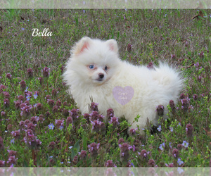 Pomeranian Puppy for sale in ELKLAND, MO, USA