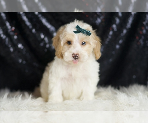 Medium Photo #1 Yorkipoo Puppy For Sale in WARSAW, IN, USA