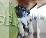 Small #1 Mutt