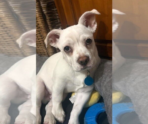 Medium Photo #1 Bulldog-Unknown Mix Puppy For Sale in Bellevue, WA, USA