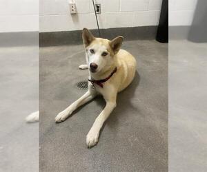 Siberian Husky Dogs for adoption in Forestville, MD, USA