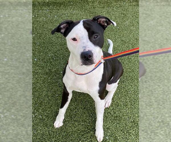 Medium Photo #2 Mutt Puppy For Sale in Fayetteville, NC, USA