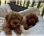 Small #2 Goldendoodle mix (+ Poodle Miniature)