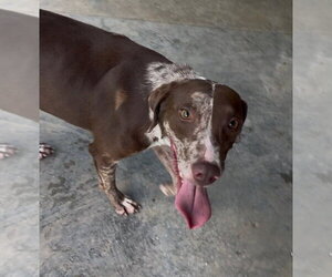 German Shorthaired Lab Dogs for adoption in Elmsford, NY, USA