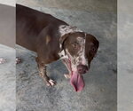 Saffron available 10/2 - Female German Shorthaired Lab Dog for Adoption - Small photo