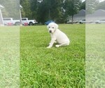 Litter of 8 - Male Labrador RetrieverLitter of Puppies for Sale - Photo #7