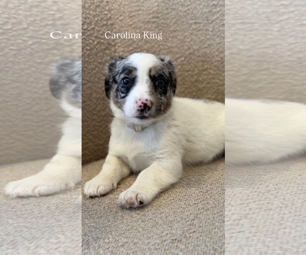 Medium Photo #1 Australian Shepherd-Unknown Mix Puppy For Sale in pomfret, CT, USA
