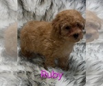 Ruby - Female Poodle (Miniature) Puppy for Sale - Photo #3
