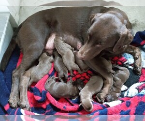Mother of the Labrador Retriever puppies born on 02/14/2024