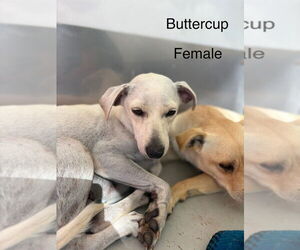 Buttercup #2575 - Female Italian Greyhuahua Dog for Adoption - Photo #2