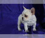 Small Photo #9 French Bulldog Puppy For Sale in SAN FRANCISCO, CA, USA