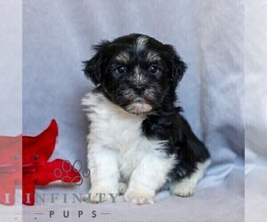 Havanese Puppy for sale in NEWMANSTOWN, PA, USA
