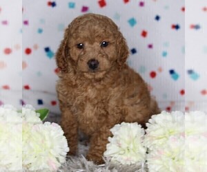 Cock-A-Poo Puppy for sale in FREDERICKSBURG, OH, USA