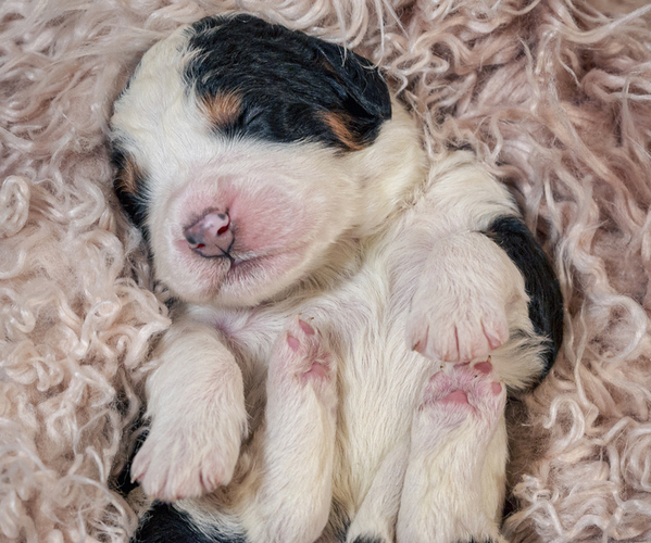 Medium Photo #1 Bernedoodle-Bernese Mountain Dog Mix Puppy For Sale in ERIE, CO, USA