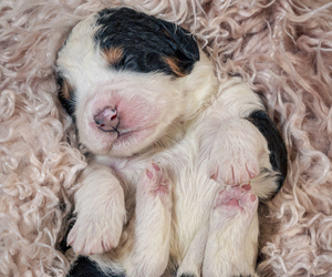 Bernedoodle-Bernese Mountain Dog Mix Puppy for sale in ERIE, CO, USA