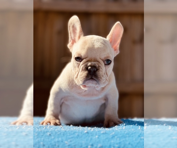 Medium Photo #7 French Bulldog Puppy For Sale in MARIETTA, GA, USA