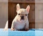 Small #1 French Bulldog