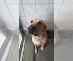 Small Mastiff Mix