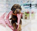 Small Photo #1 Doberman Pinscher Puppy For Sale in DE SOTO, MO, USA