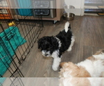 Small Photo #7 Maltese-Schnoodle (Miniature) Mix Puppy For Sale in PUEBLO WEST, CO, USA