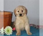 Small Photo #3 Golden Retriever Puppy For Sale in CHRISTIANA, PA, USA
