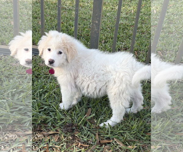 Medium Photo #2 Great Pyrenees-Unknown Mix Puppy For Sale in Royal Palm Beach, FL, USA