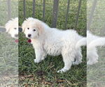 Small #1 Great Pyrenees Mix