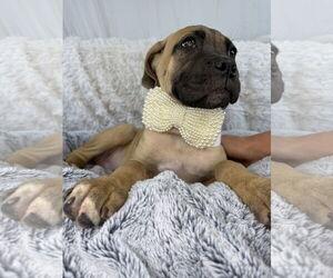 Mutt Dogs for adoption in Goodyear, AZ, USA