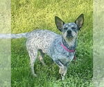 Small #5 Chihuahua Mix