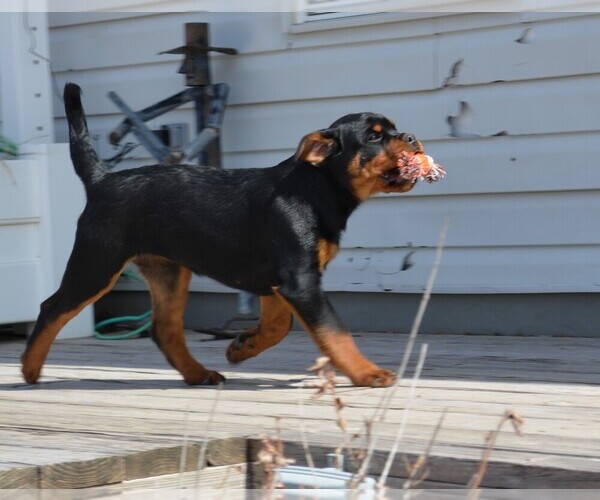 Medium Photo #8 Rottweiler Puppy For Sale in OGALLALA, NE, USA