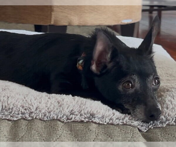 Medium Photo #2 Chihuahua Puppy For Sale in Mechanicsburg, PA, USA